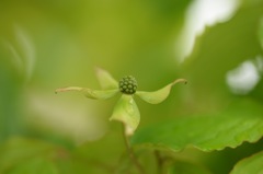 天使が舞い降りた。