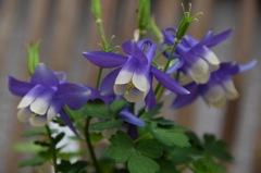 素敵なドレスだね〜。