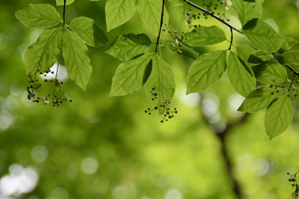 歩いて気持ちよく、見上げて気持ちよく。