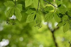 歩いて気持ちよく、見上げて気持ちよく。