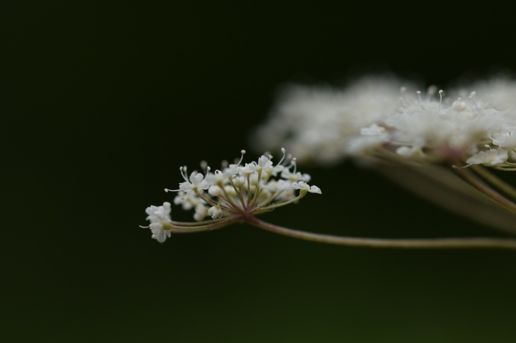 明易し、早く私に逢いにきて。