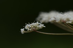 明易し、早く私に逢いにきて。