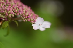 女子力 100パーセント!