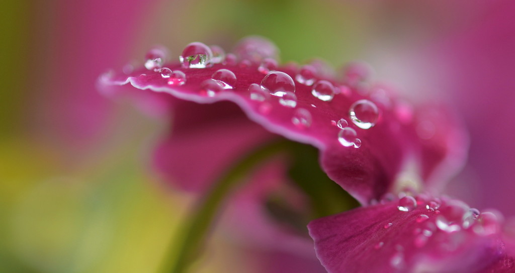 束の間のダンス♪