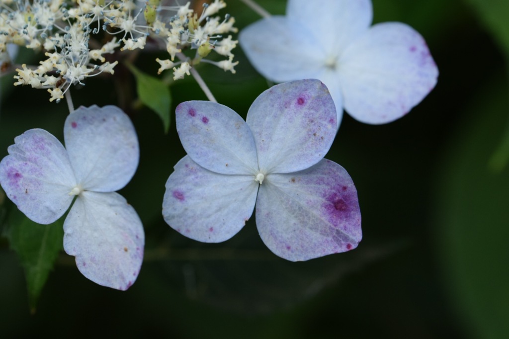 何色にも決まらず、曖昧もまた良し。