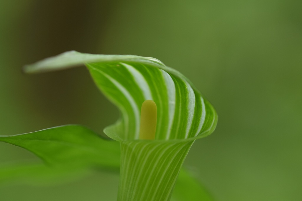 ゼリービーンズ!