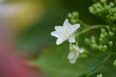 今日は私が主役。