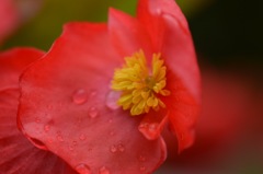 浴衣にはこんなかんざしつけたいな♪