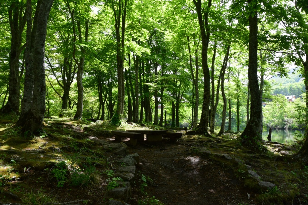 新緑に癒される。