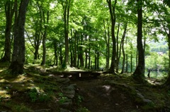 新緑に癒される。