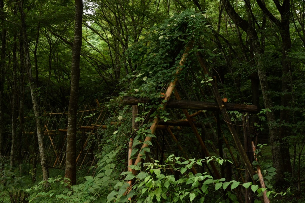 ここくぐったら…ワタシどこまで行けるの？