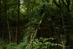 ここくぐったら…ワタシどこまで行けるの？