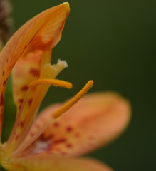 君の手はすぐそばにあるのに。