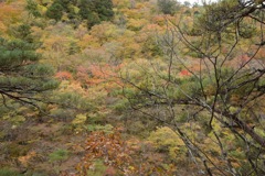 山、色づき…。