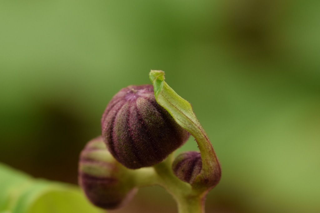 あ！こりゃどうも〜。