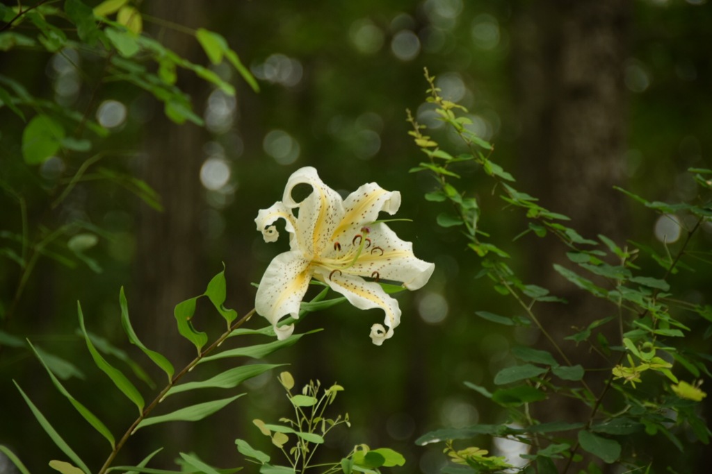 Lilyワールドへようこそ。