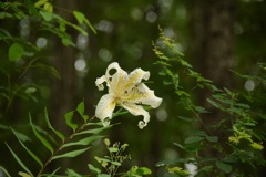 Lilyワールドへようこそ。