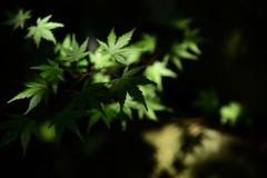 影ばかりさがしてた…。