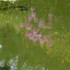 いつも私をきれいに写していて。