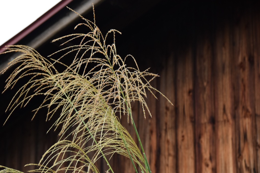 ススキを情緒的に感じるのは私がすっかりオトナになってしまったから…。