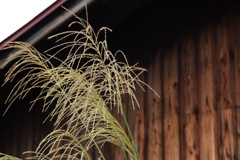 ススキを情緒的に感じるのは私がすっかりオトナになってしまったから…。