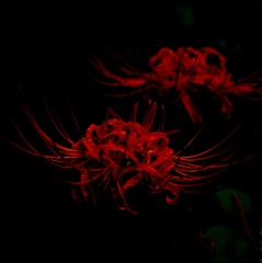 夜の君に会いたい