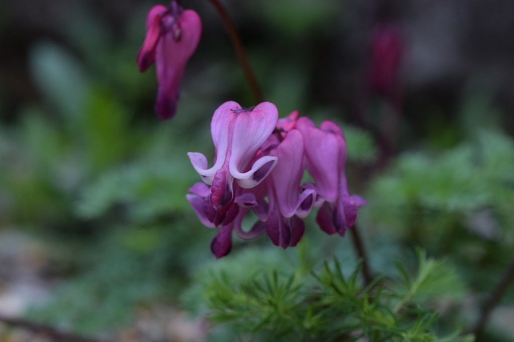 君に会いたくて。