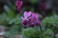 君に会いたくて。