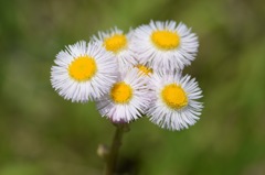 ちょっとお姉様達、私にも見せて!