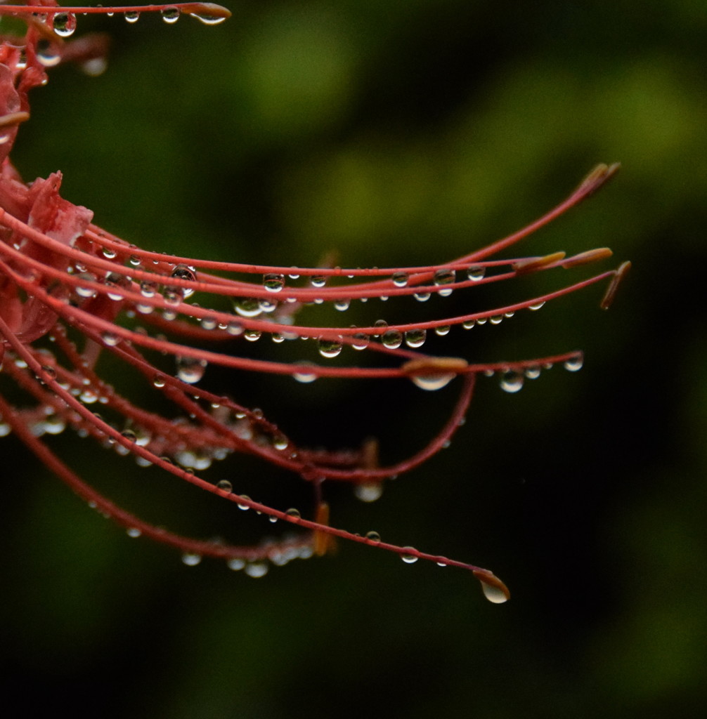 君に逢う日は雨の日が多くない？