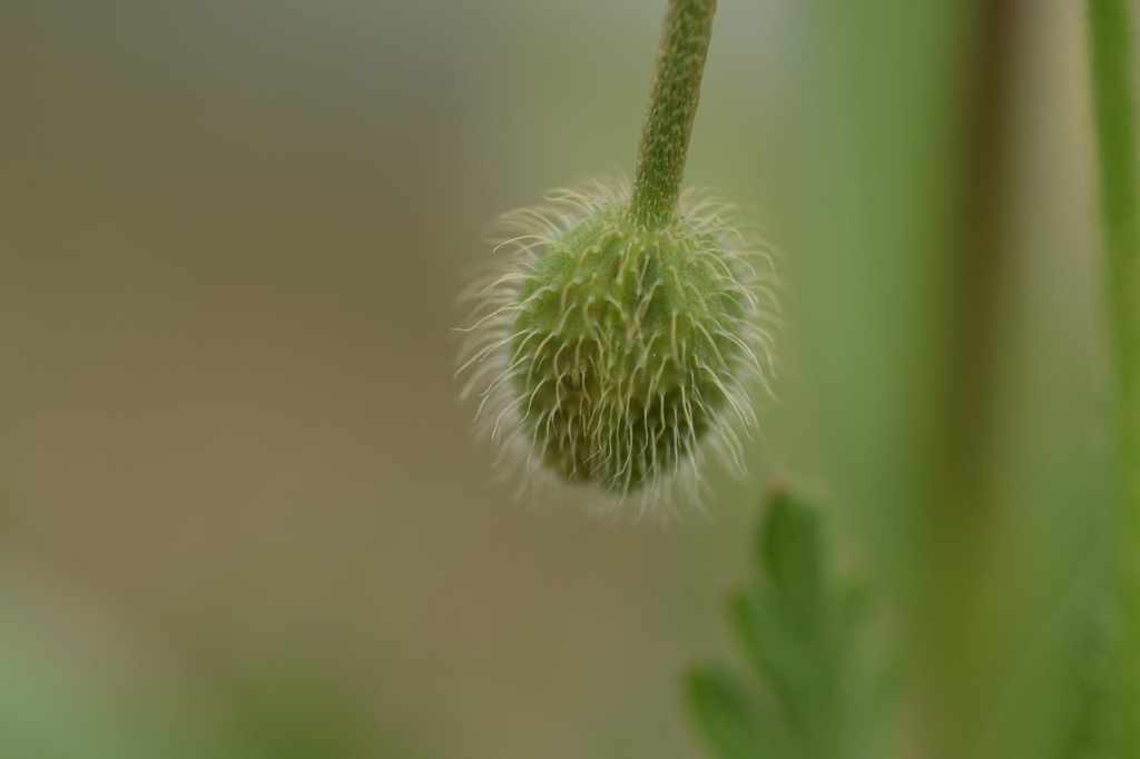 お髭ふわふわ。