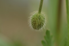 お髭ふわふわ。