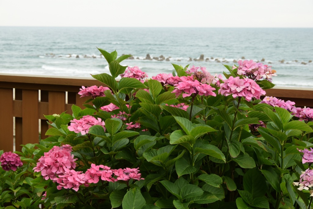 そろそろここもにぎやかになるわね〜。