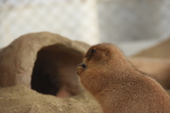 あのひと来ないならそろそろおうちに帰ろうかしら…。