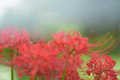 溶け合う。