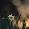 すいせん、日暮れ早く…Ⅱ