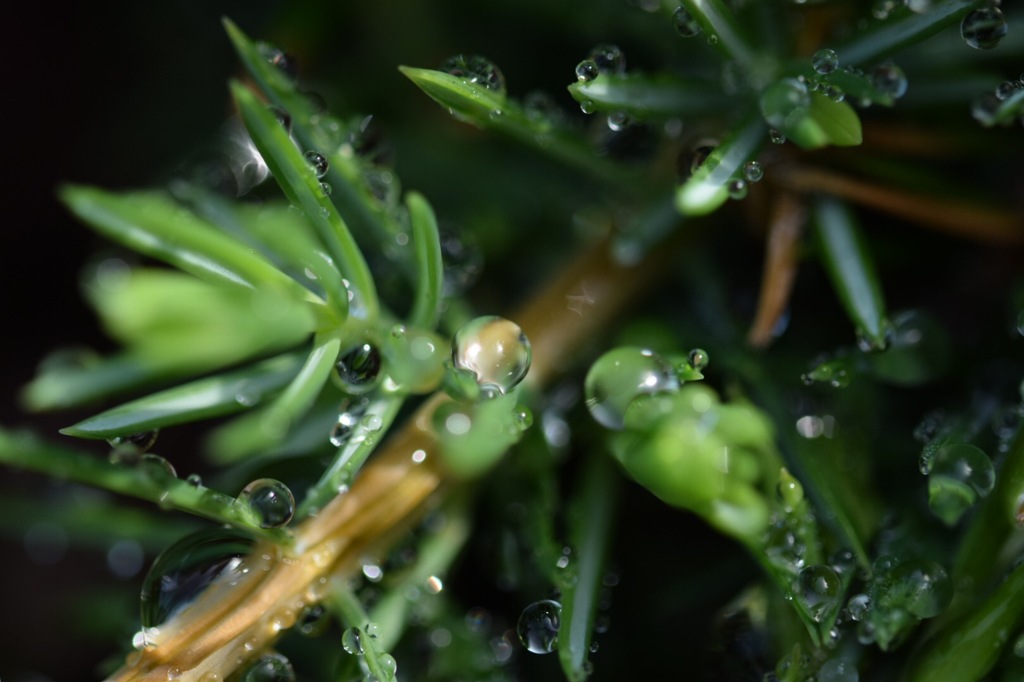 自然界は魅惑的。