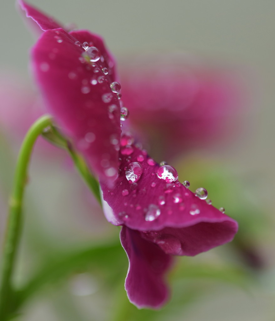 雨上がりの贈り物♪