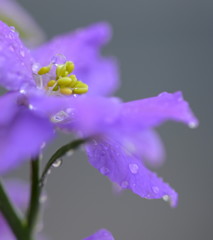 確かなのか、幻なのか…。