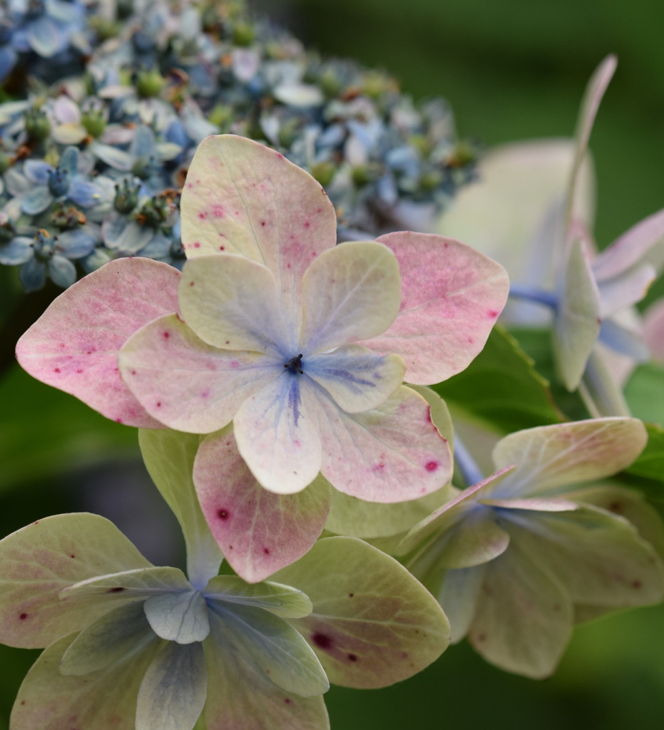 来年こそアジサイ柄の浴衣を着るから！