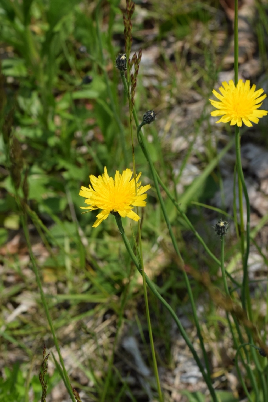 あらあら、こんなに背が高くなっちゃった!
