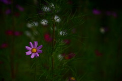 霞城公園　８