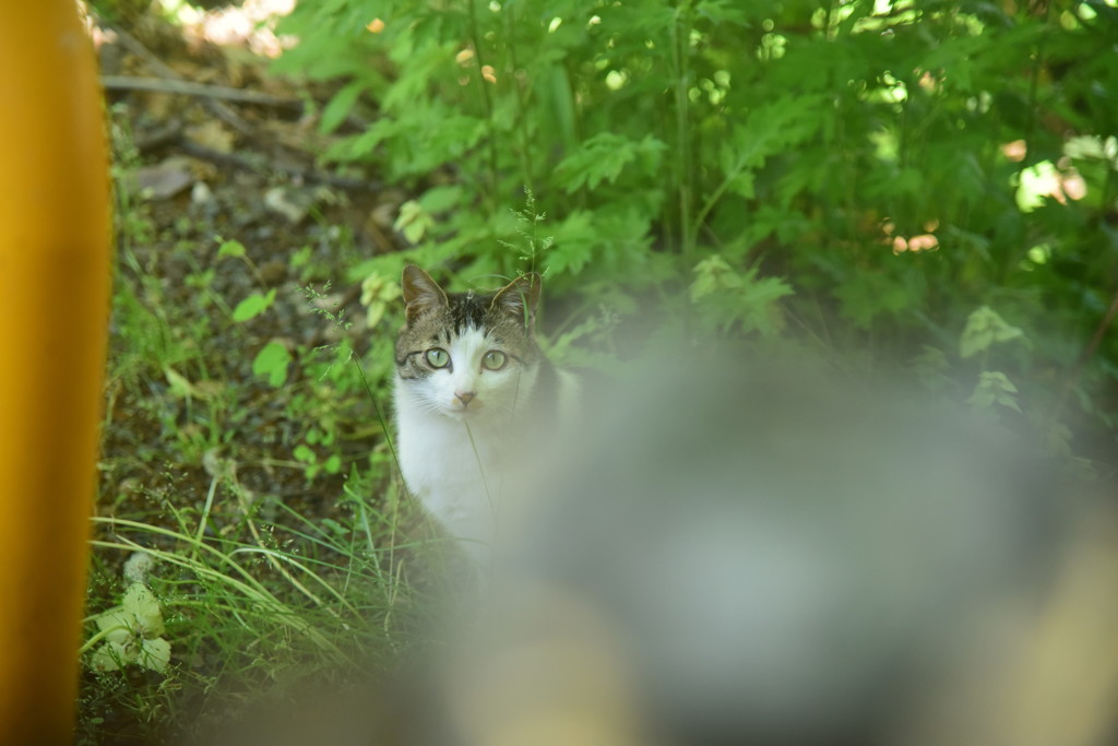 カメラ、見つけた？？