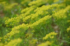 朝から元気いっぱい、立ち話中。