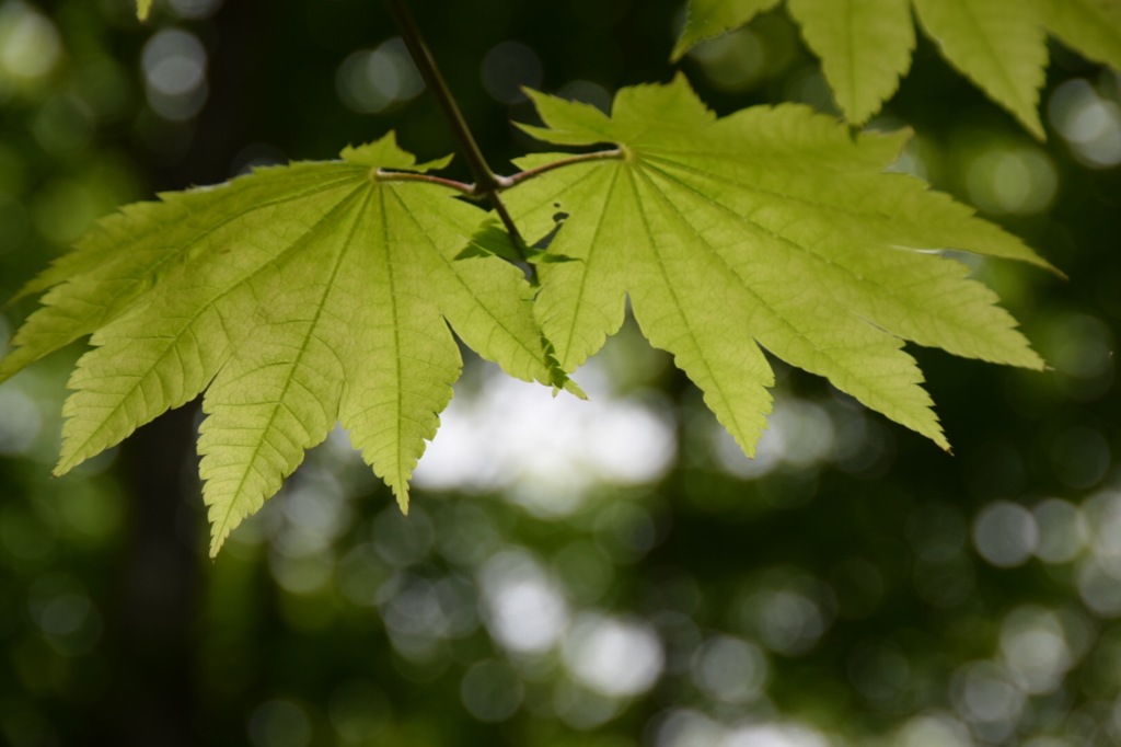 歩いて気持ちよく、見上げて気持ちよく。