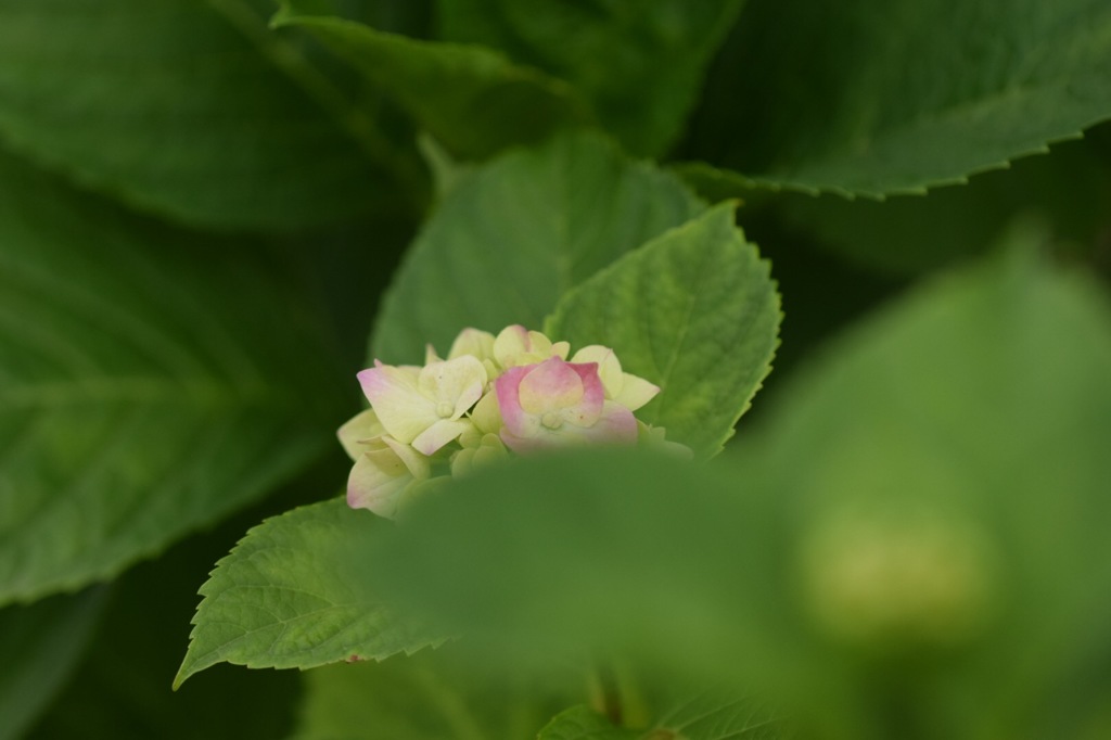 まだ恥ずかしいの。