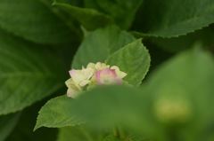 まだ恥ずかしいの。