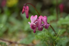 君に会いたくて。