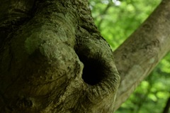 トントン、いますか~?