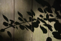 立ち止まり、進み、また、戻り…。